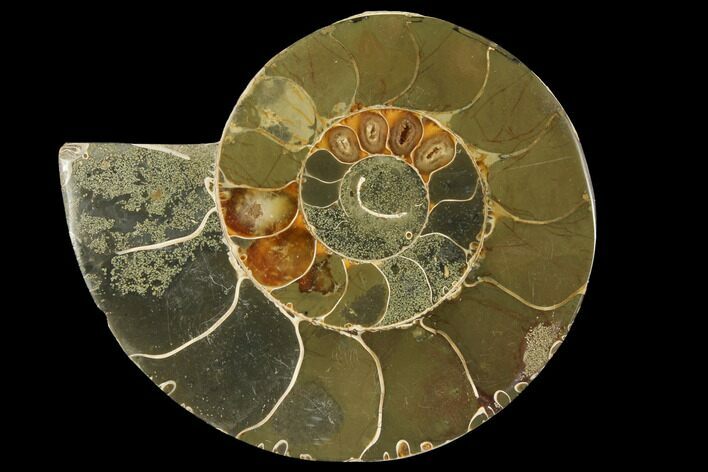 Bargain, Agatized Ammonite Fossil (Half) - Madagascar #111508